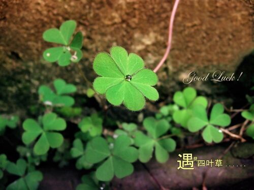 賣萌的網游角色名字大全(共103個)