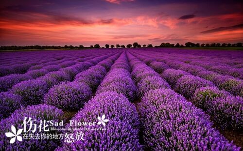 可愛又沙雕的寵物名字(精選67個)