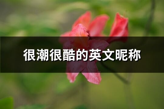 很潮很酷的英文昵稱(165個)