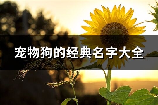 寵物狗的經典名字大全(共98個)