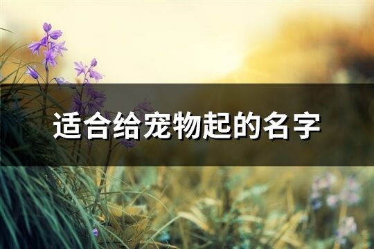 適合給寵物起的名字(223個(gè))
