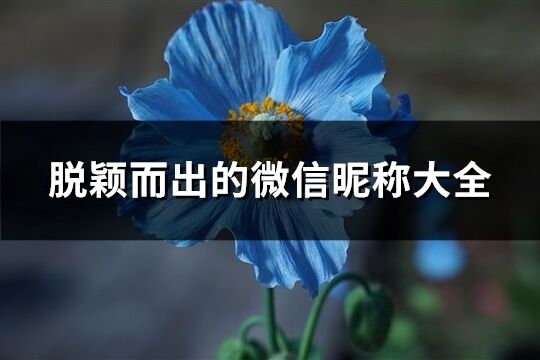 脫穎而出的微信昵稱大全(共207個)