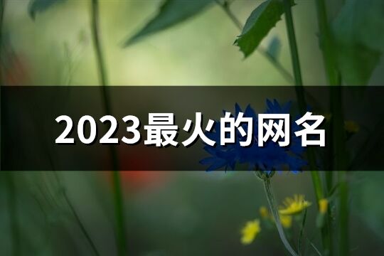 2023最火的網名(共1073個)