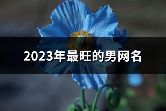 2023年最旺的男網(wǎng)名(508個(gè))