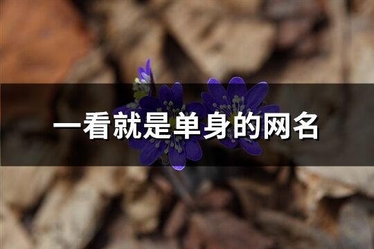 一看就是單身的網(wǎng)名(優(yōu)選141個(gè))
