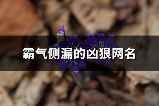 霸氣側(cè)漏的兇狠網(wǎng)名(228個)
