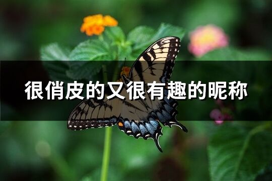 很俏皮的又很有趣的昵稱(精選287個)