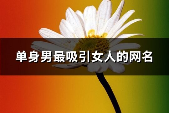 單身男最吸引女人的網名(536個)