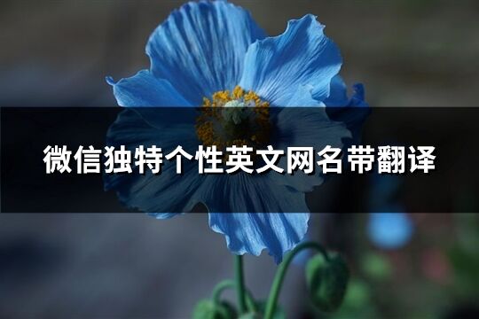 微信獨特個性英文網名帶翻譯(精選146個)