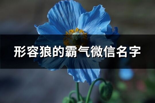形容狼的霸氣微信名字(優(yōu)選152個(gè))