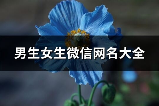 男生女生微信網名大全(精選655個)