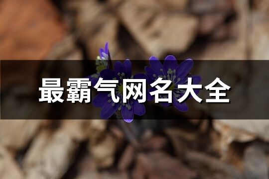 最霸氣網(wǎng)名大全(共478個(gè))