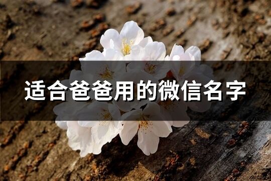 適合爸爸用的微信名字(共569個(gè))