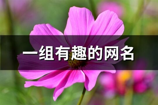 一組有趣的網(wǎng)名(335個)