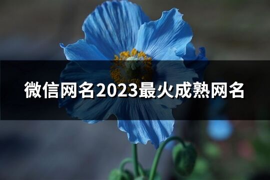 微信網名2023最火成熟網名(優選431個)