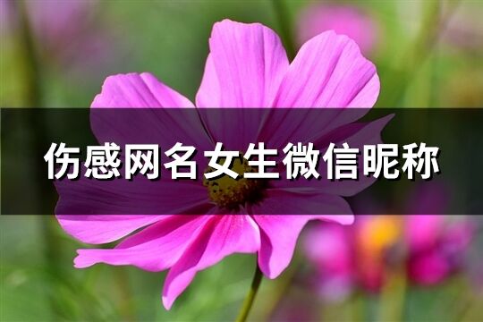 傷感網(wǎng)名女生微信昵稱(精選599個(gè))