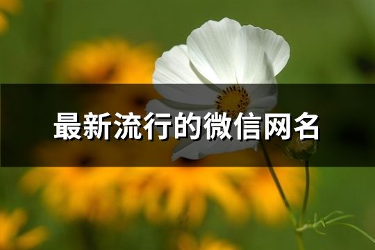 最新流行的微信網(wǎng)名(98個(gè))